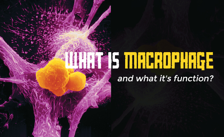 What is macrophage and what it's function Blog Featured Image