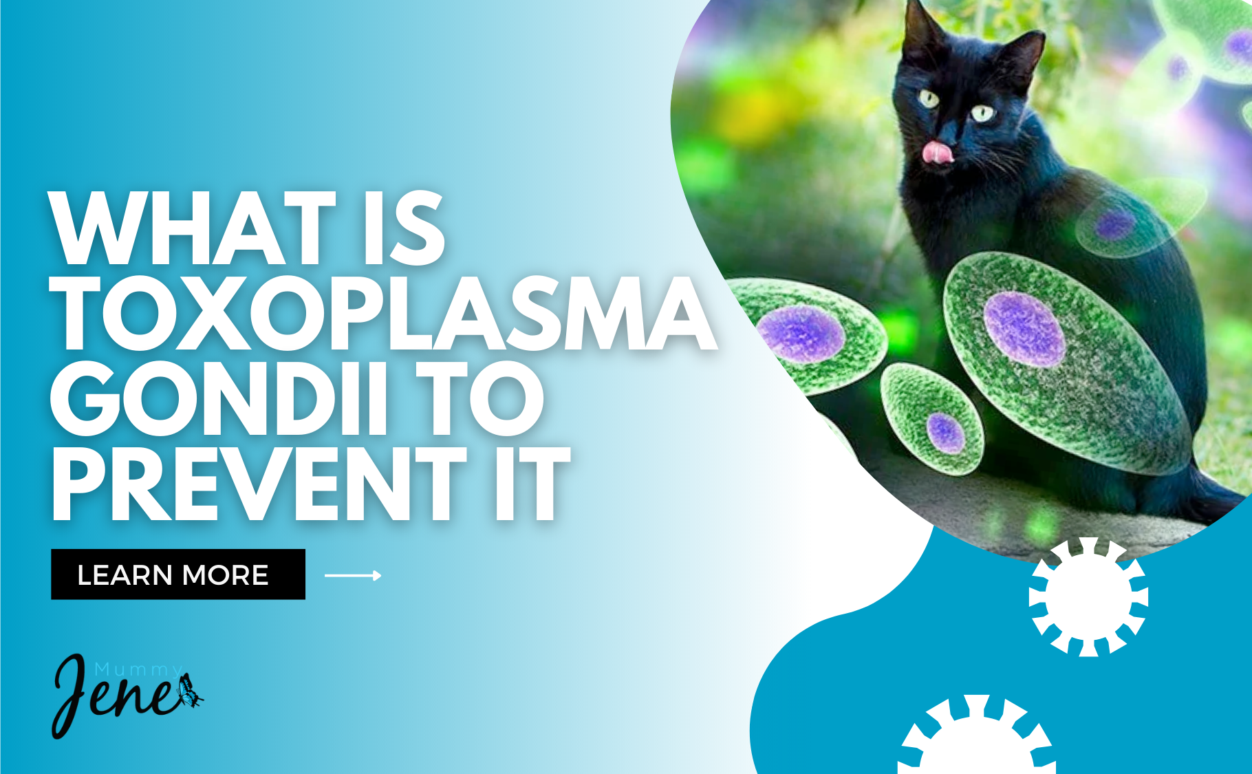 What Is Toxoplasma Gondii To Prevent It Blog Featured Image