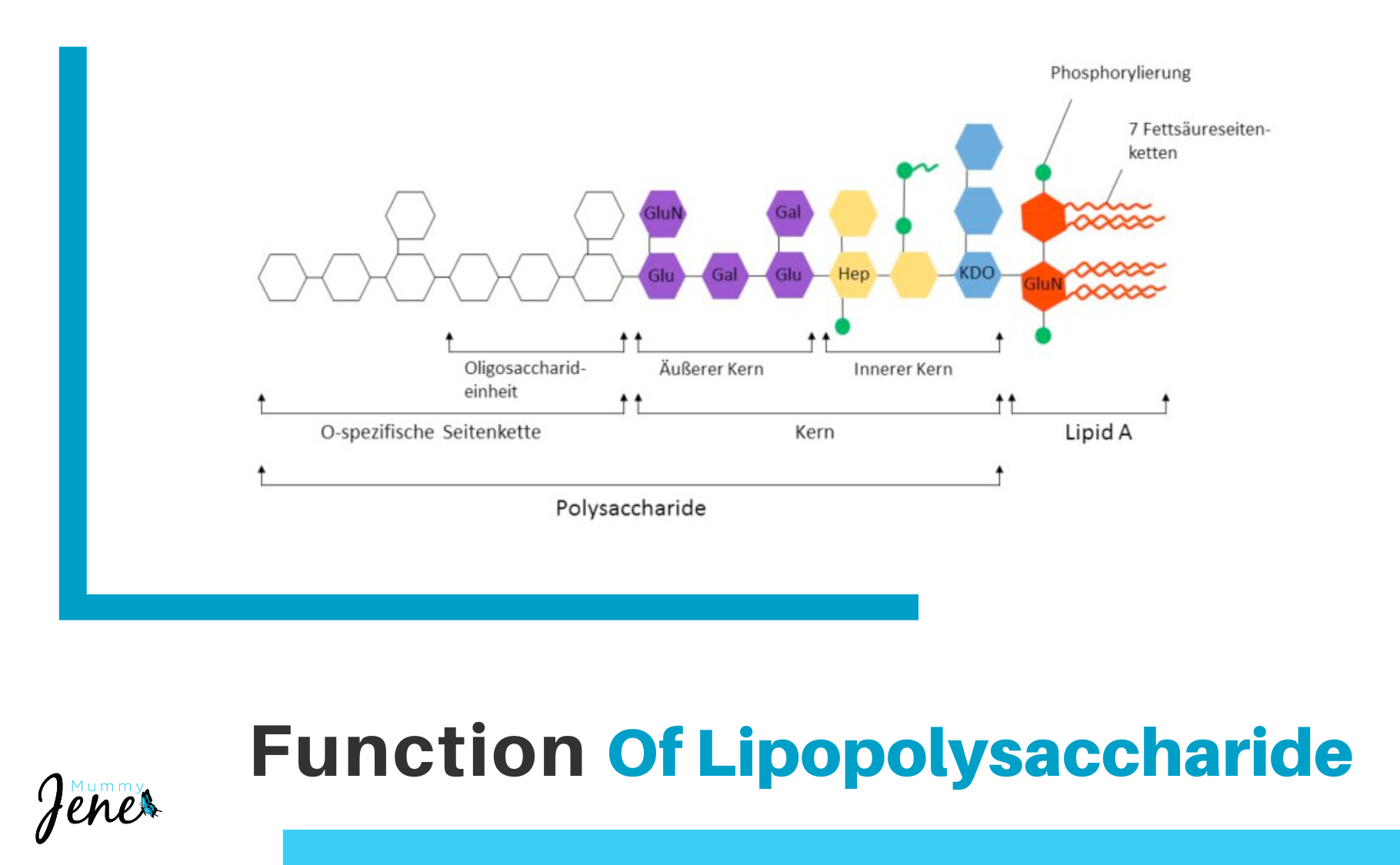 Function Of Lipopolysaccharide Blog Featured Image